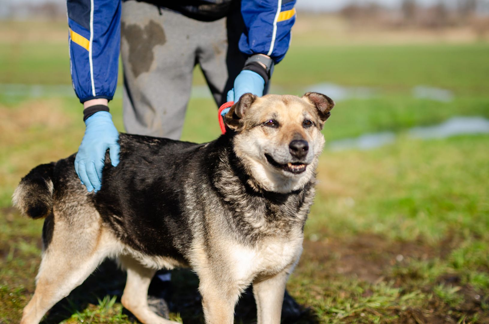 Szaza - cudowna rodzinna suczka szuka domu!  - Zdjęcie 1