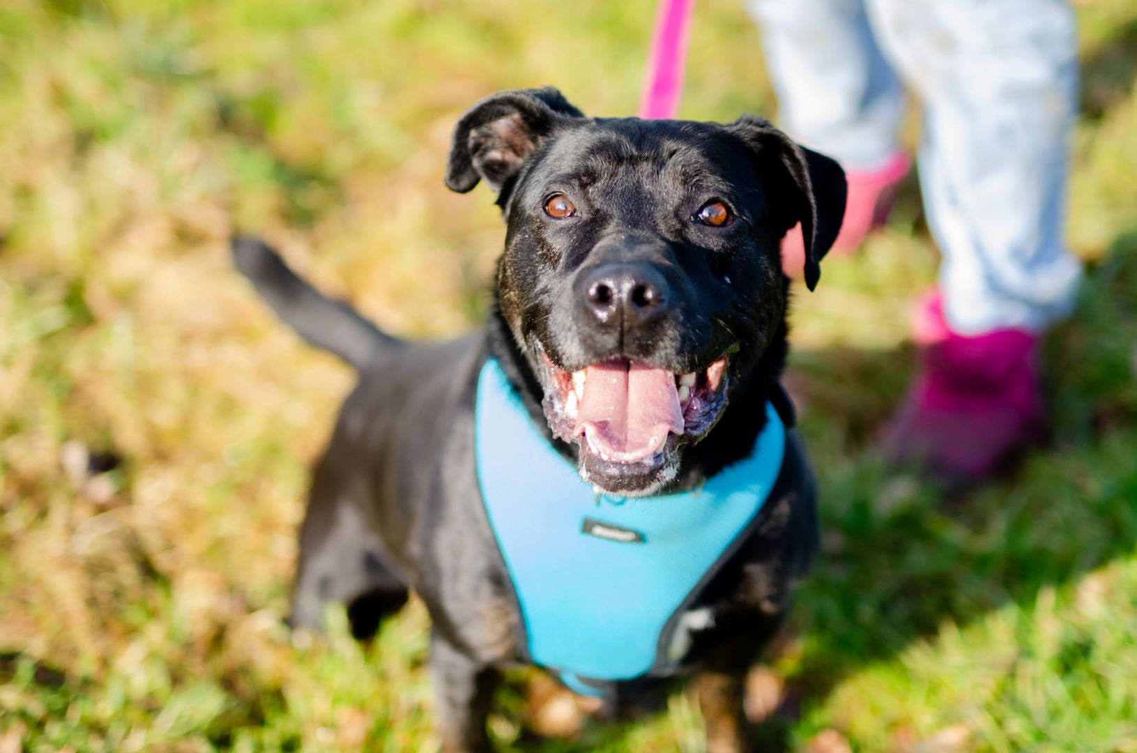 Fantastyczny Czet uratowany z piekła, łagodny AST  - Zdjęcie 1