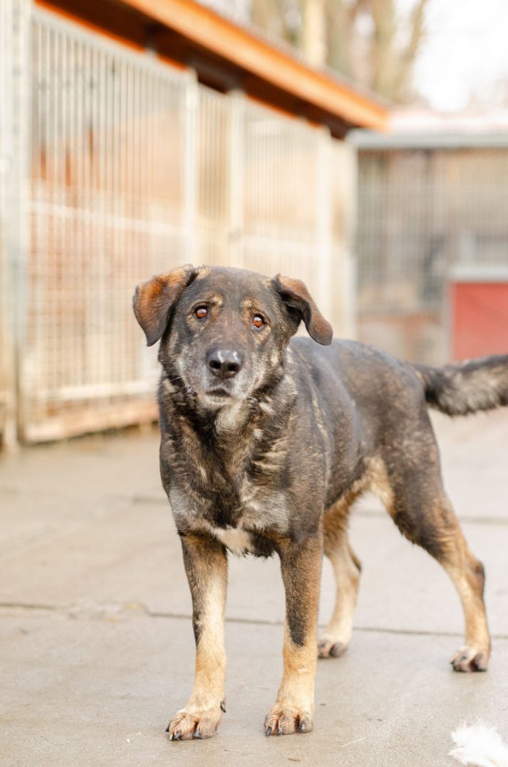 Gaja - pełna mądrości, przyjazna sunia  - Zdjęcie 1