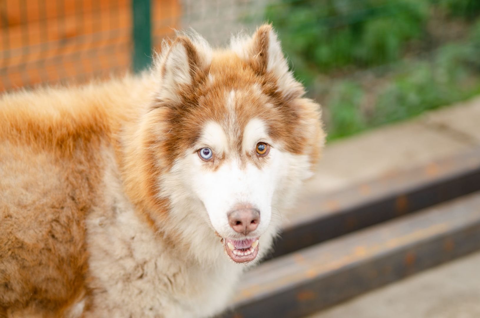 Drako - piękny malamut z wielką osobowością  - Zdjęcie 1