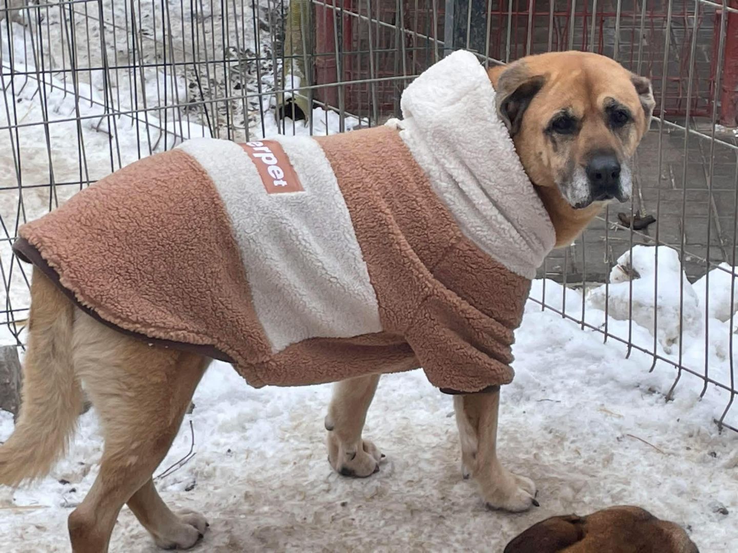 Cudowna Suzi szuka domu!  - Zdjęcie 1