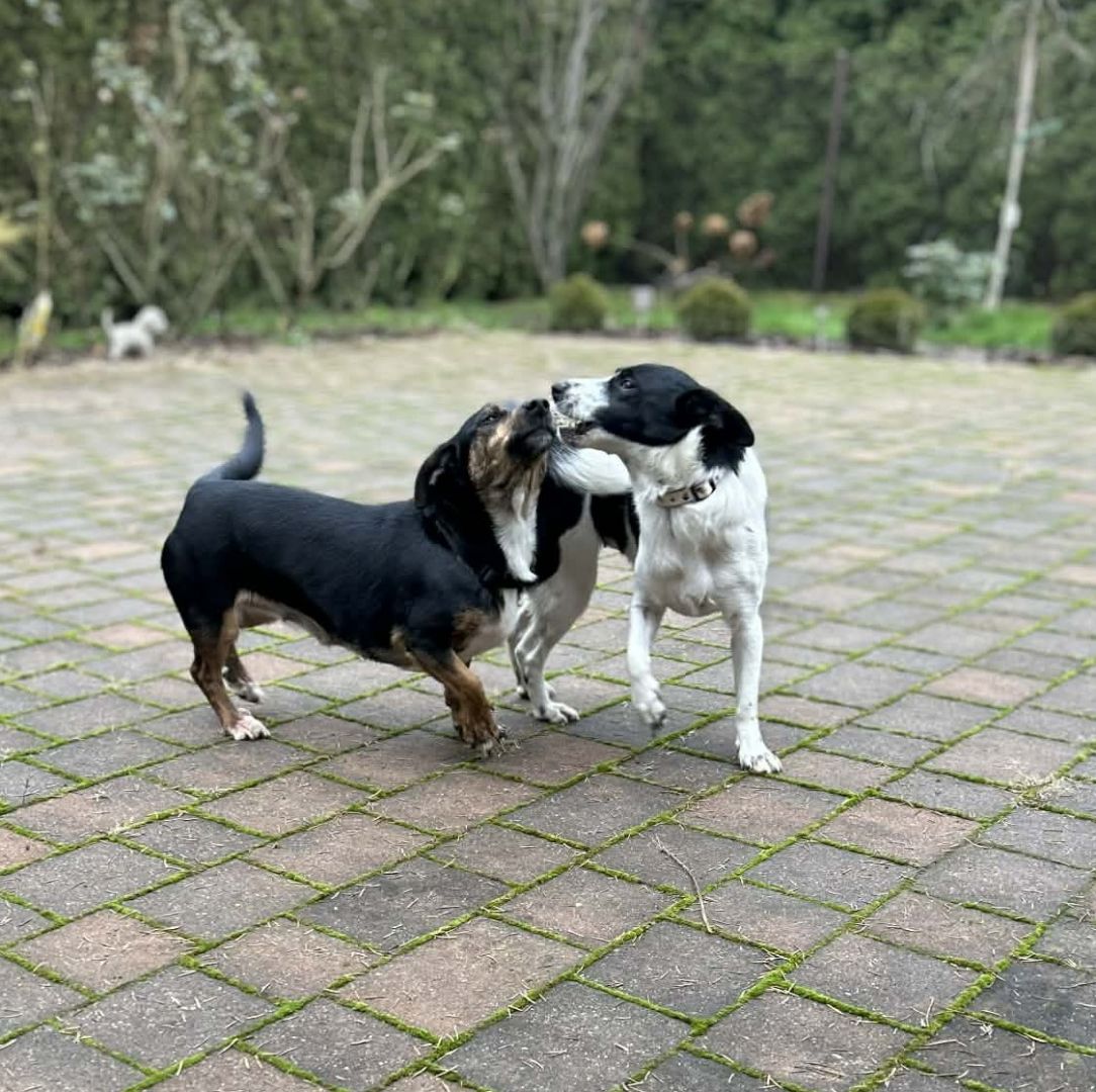 Dwie nakolankowe sunie jamnik mix szukają domu!  - Zdjęcie 1
