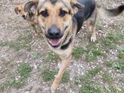 Magnus - duży pies o wielkim sercu szuka domu!