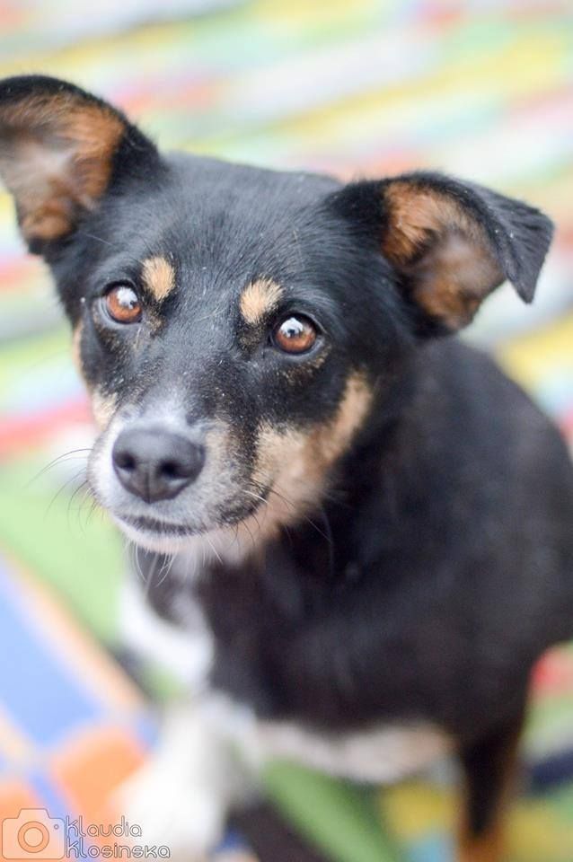 Natka - wyjątkowa sunia szuka domu!  - Zdjęcie 1