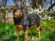 Rosa - starsza sunia szuka domu na jesień życia