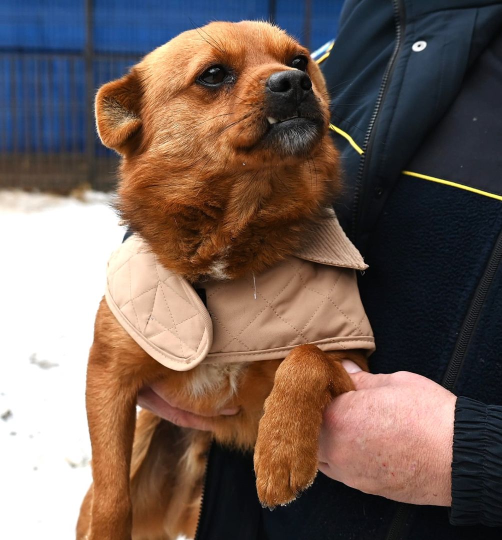 Słodki Ząbek szuka domu, za kilka dni grozi mu schronisko Pułtusk - Zdjęcie 1