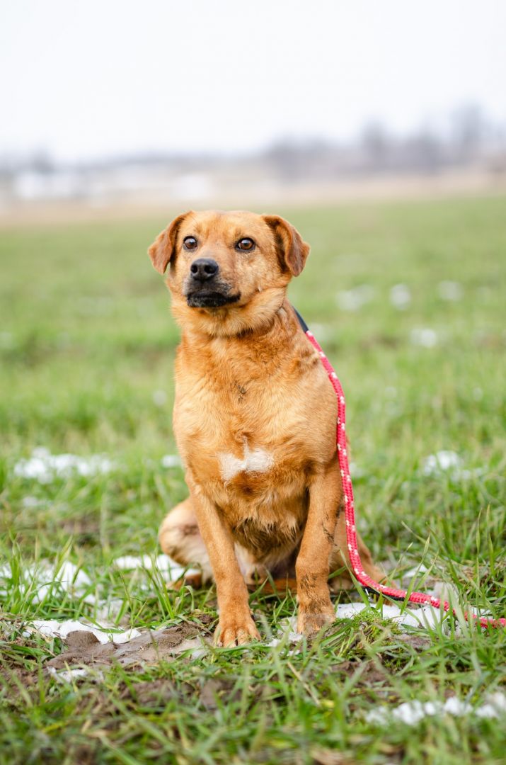 Cudowny, nieduży Rożek szuka domu!  - Zdjęcie 1