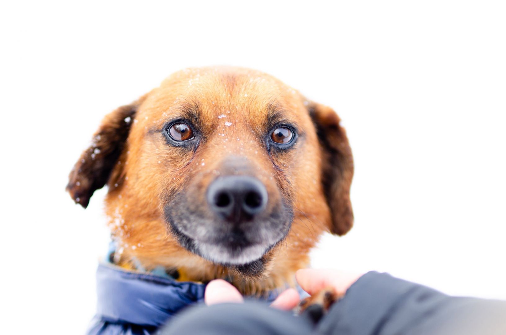 Korek - prawdziwy pies na medal!  - Zdjęcie 1