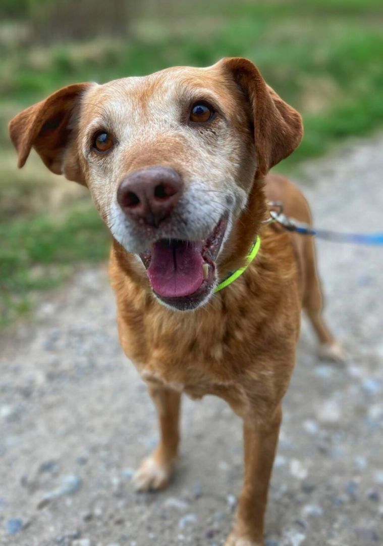 Staś - cudowny psi dziadek, przyjazny i wesoły  - Zdjęcie 1