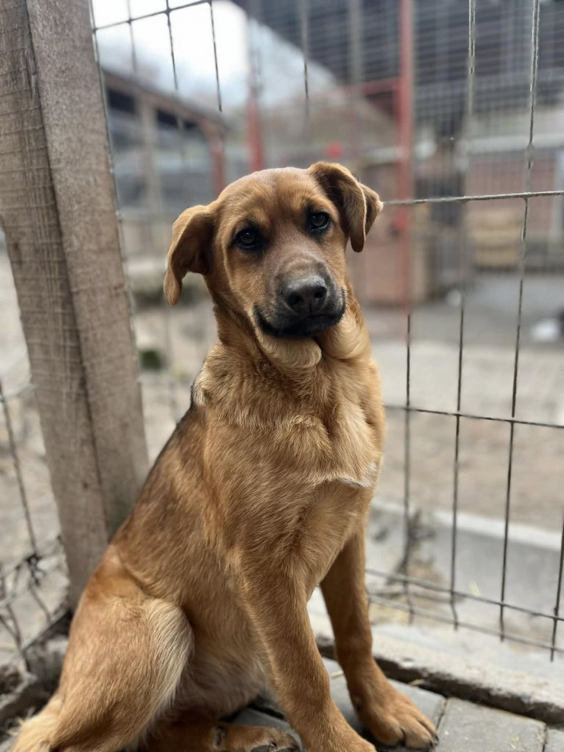 Elois - 4 miesięczna sunia SZCZENIAK szuka domu!  - Zdjęcie 1