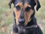 Felicja - psi anioł szuka domu na zawsze!