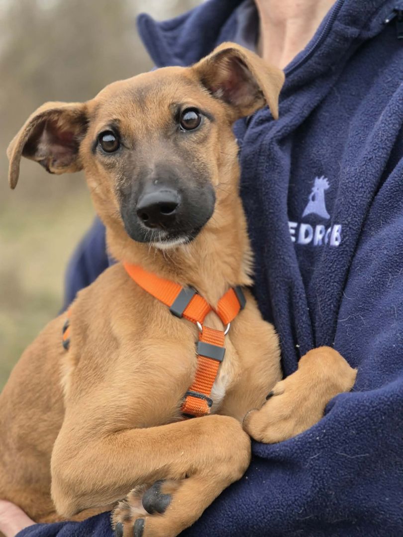 Pelasia - SZCZENIAK, cudna sunia do pokochania!  - Zdjęcie 1