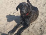 Beza - cudowna, młodziutka, niekonfliktowa sunia!