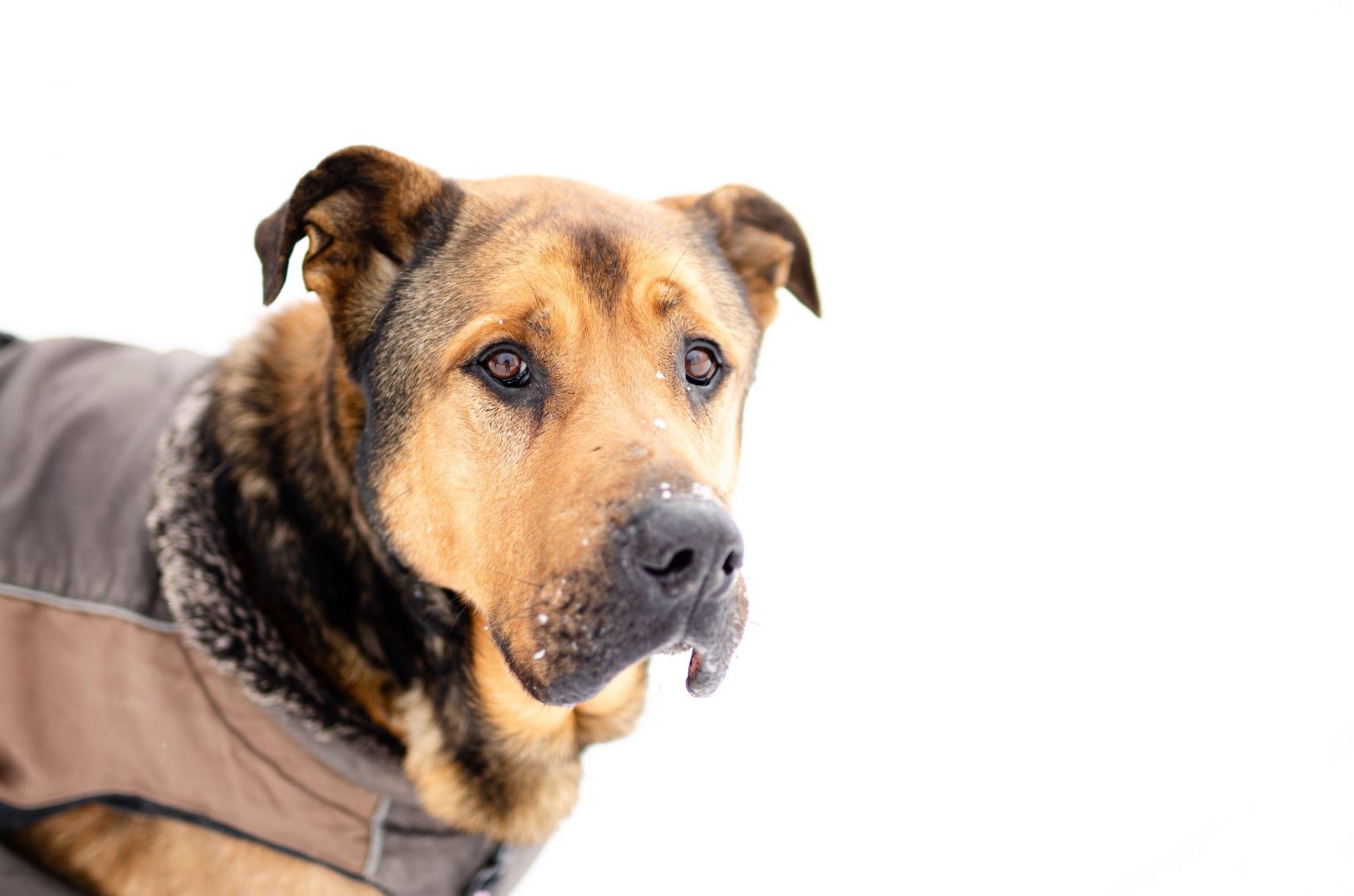 Leon - wielki pies z gołębim sercem szuka domu!  - Zdjęcie 1