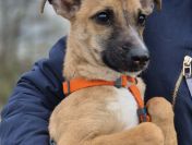 Polduś - 5 miesięczny, delikatny, nakolankowy psiak