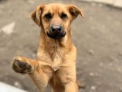 Elois - 6 miesięczna, przyjazna sunia SZCZENIAK