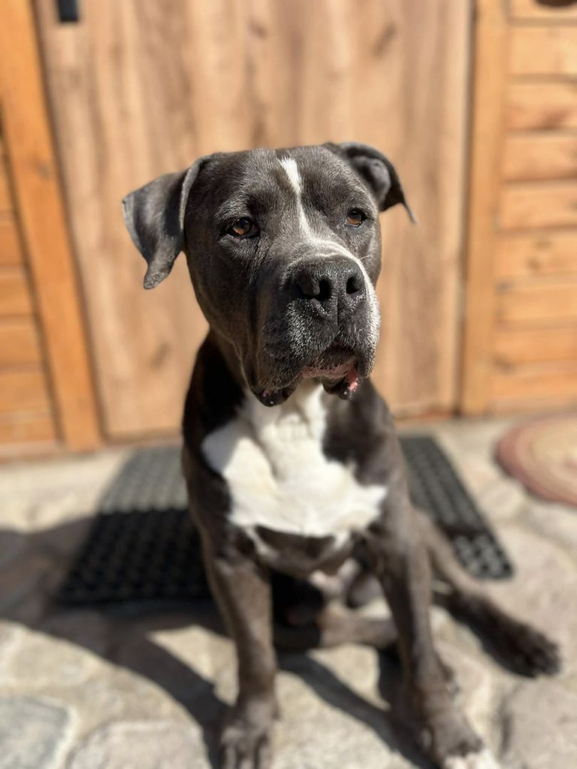 Boruta - wychowany, domowy, wesoły psi podróżnik!  - Zdjęcie 1