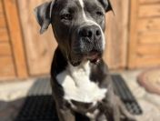 Boruta - wychowany, domowy, wesoły psi podróżnik!