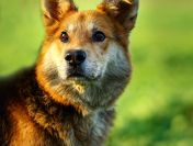 Fido - przyjazny, wesoły kandydat na psijaciela!