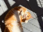 Garfield - mądry, ułożony kotek szuka domu!